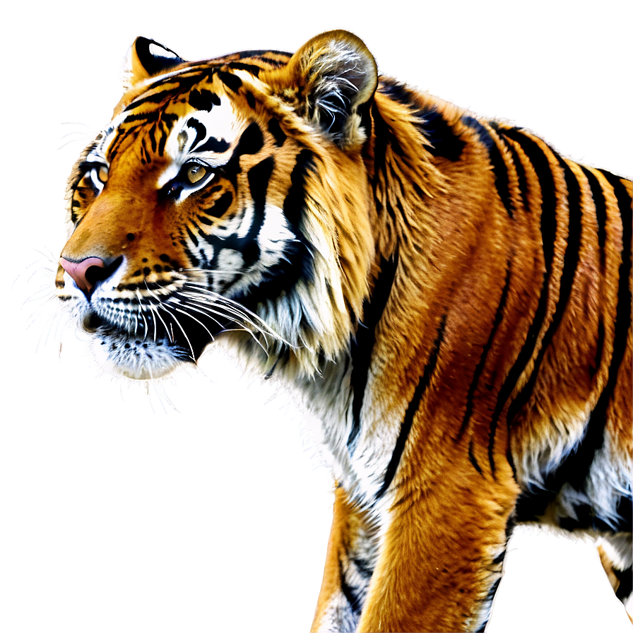 Majestic Tiger Png 24 PNG image