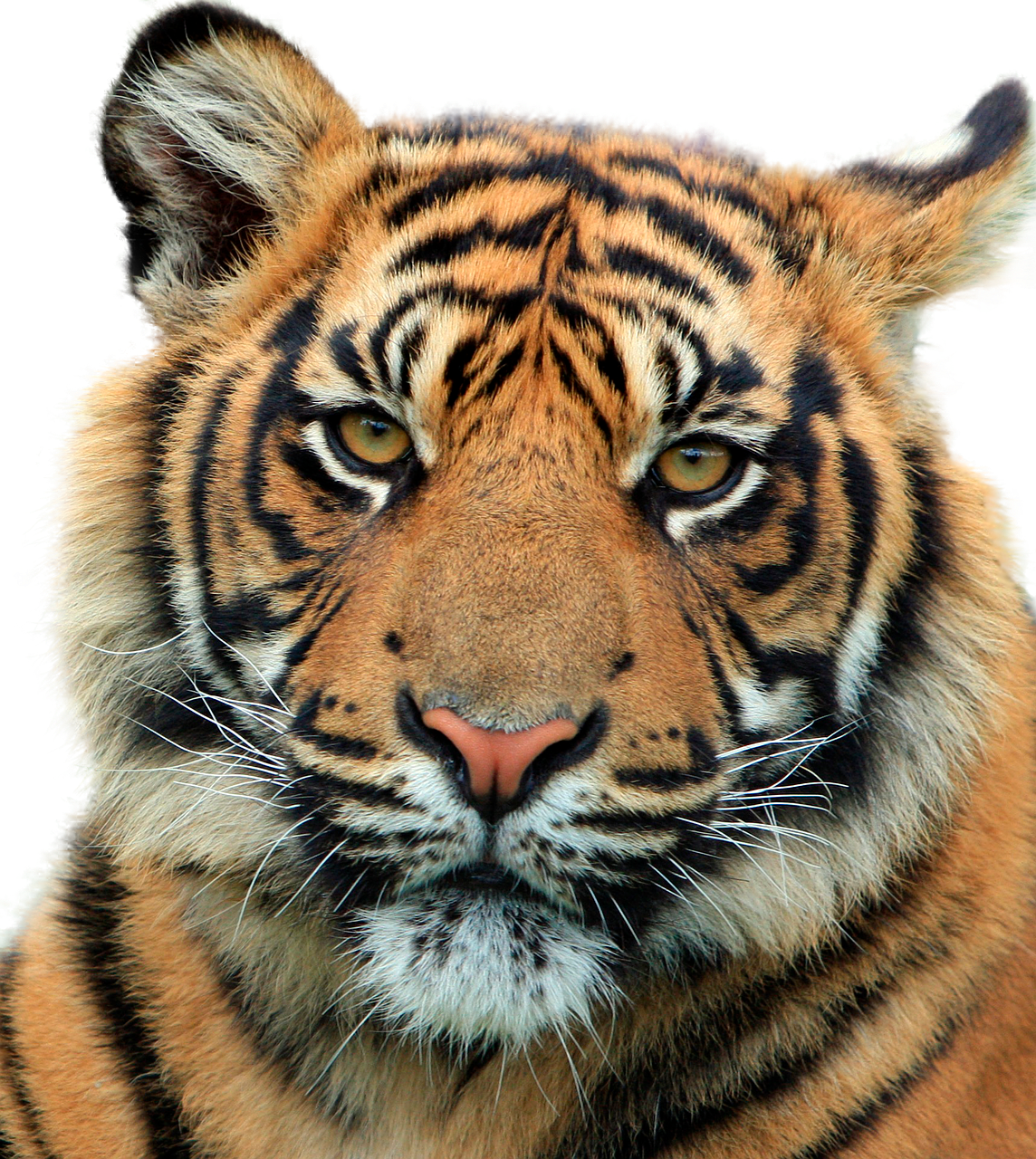 Majestic Tiger Portrait PNG image