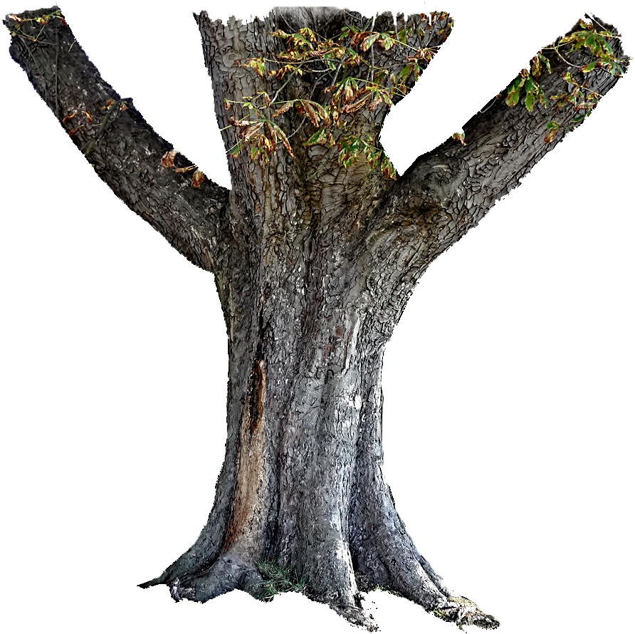 Majestic Tree Trunkwith Branches PNG image