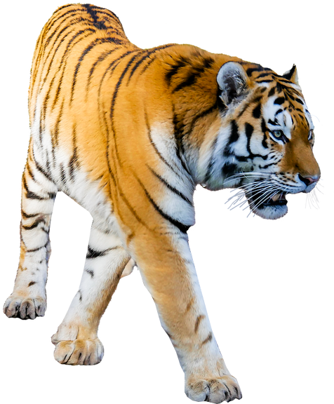 Majestic Walking Tiger Cutout PNG image