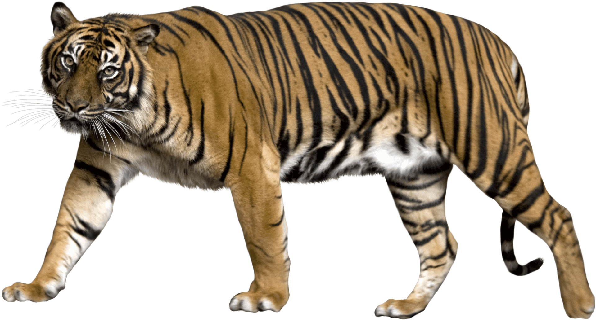 Majestic Walking Tiger PNG image