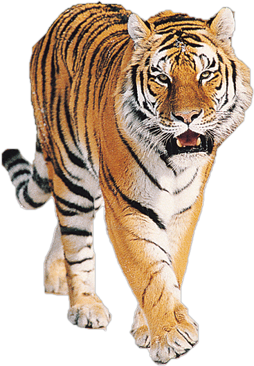 Majestic Walking Tiger PNG image