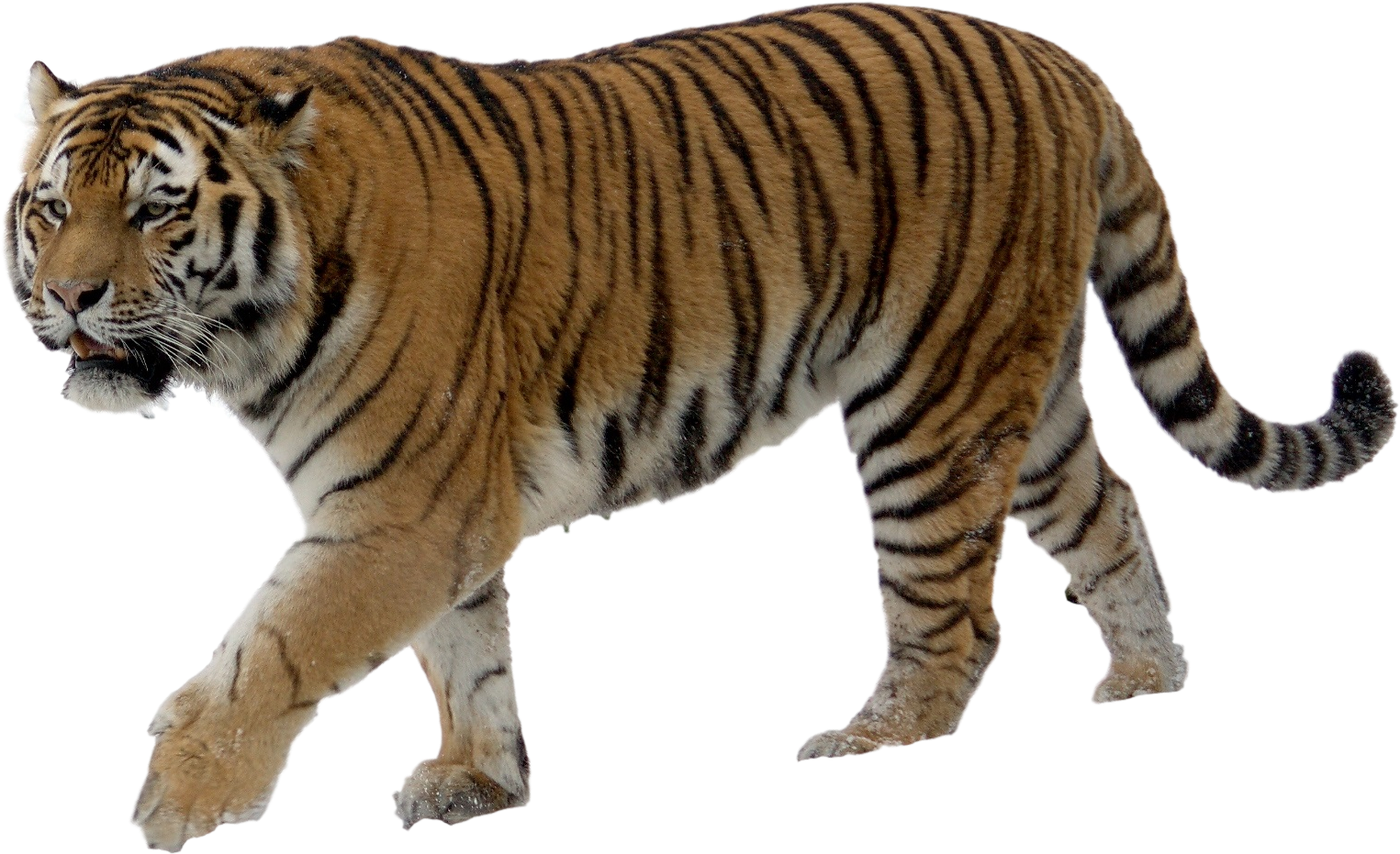 Majestic Walking Tiger PNG image