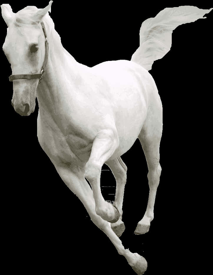 Majestic White Horse Black Background PNG image