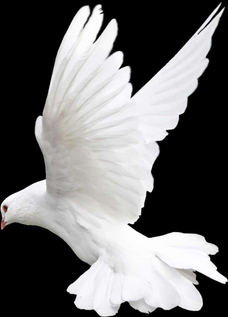 Majestic White Pigeon In Flight PNG image