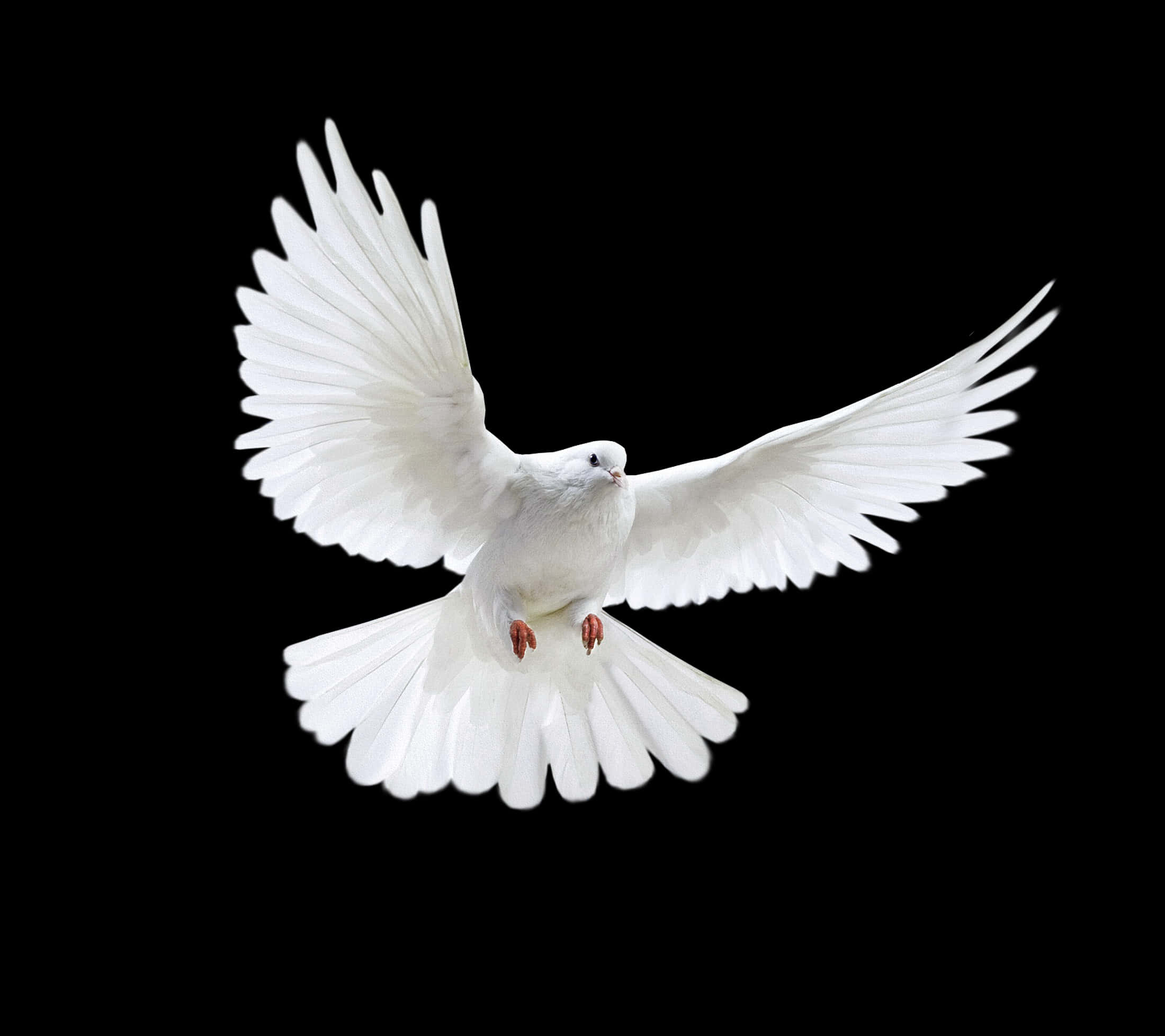 Majestic_ White_ Pigeon_ In_ Flight.jpg PNG image