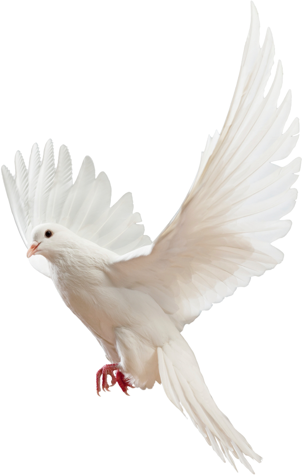 Majestic_ White_ Pigeon_ In_ Flight.png PNG image