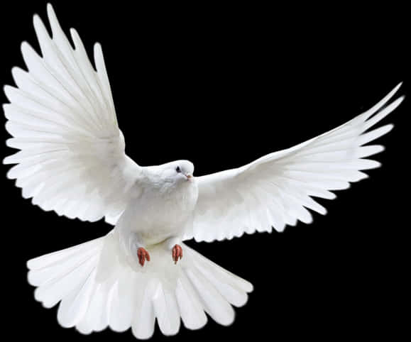 Majestic White Pigeonin Flight PNG image