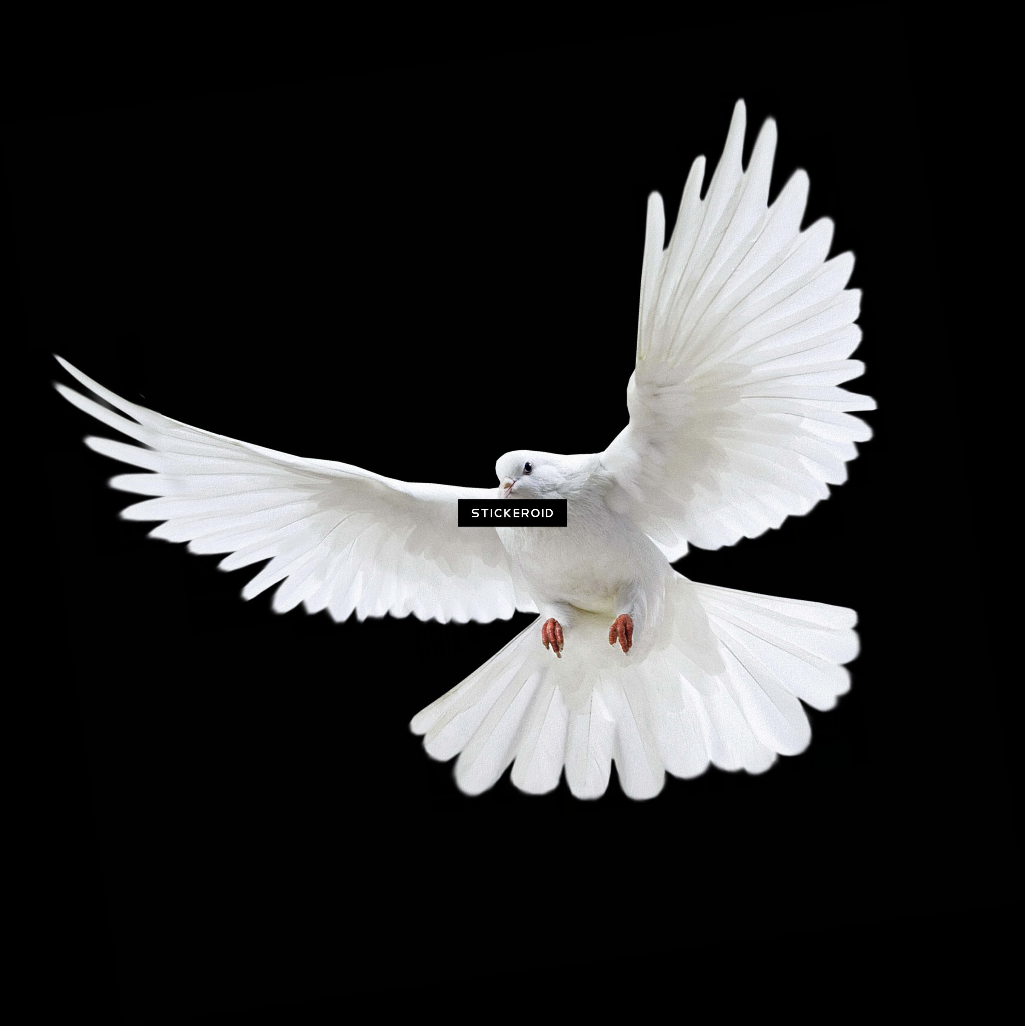 Majestic White Pigeonin Flight PNG image