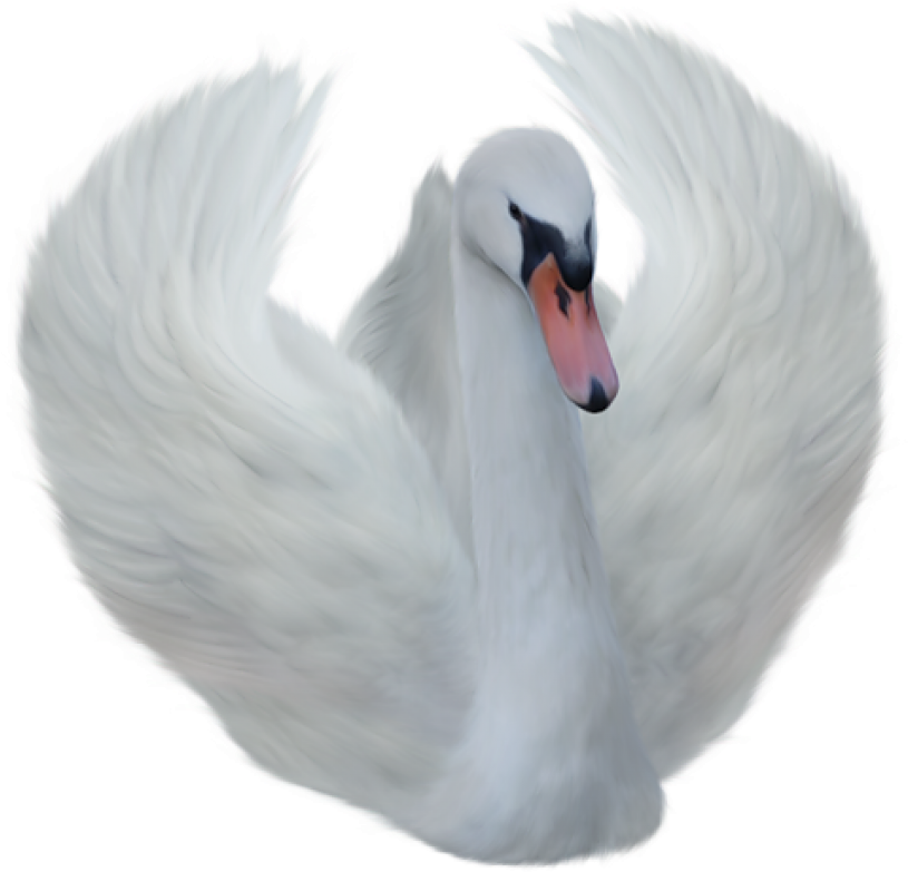 Majestic White Swan Spread Wings PNG image
