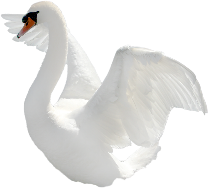 Majestic White Swan Spreading Wings PNG image