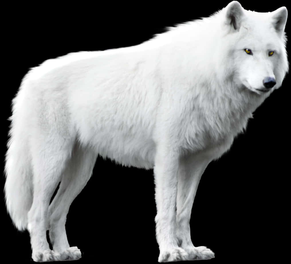 Majestic White Wolf Black Background.jpg PNG image