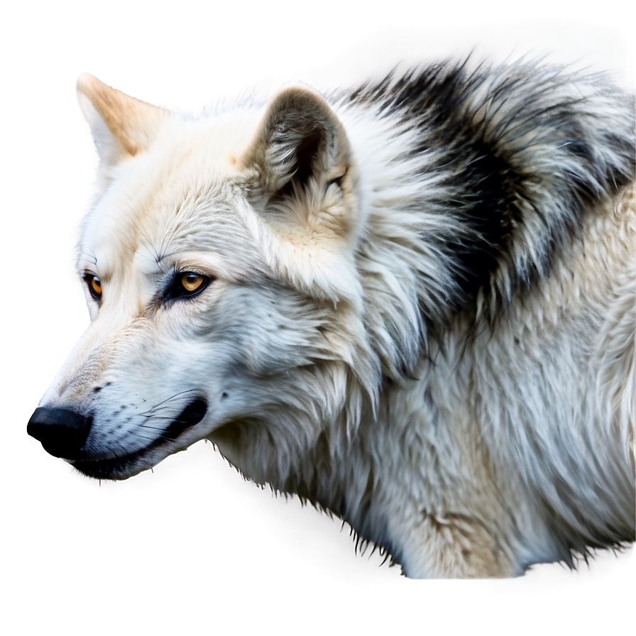 Majestic White Wolf Png 05032024 PNG image