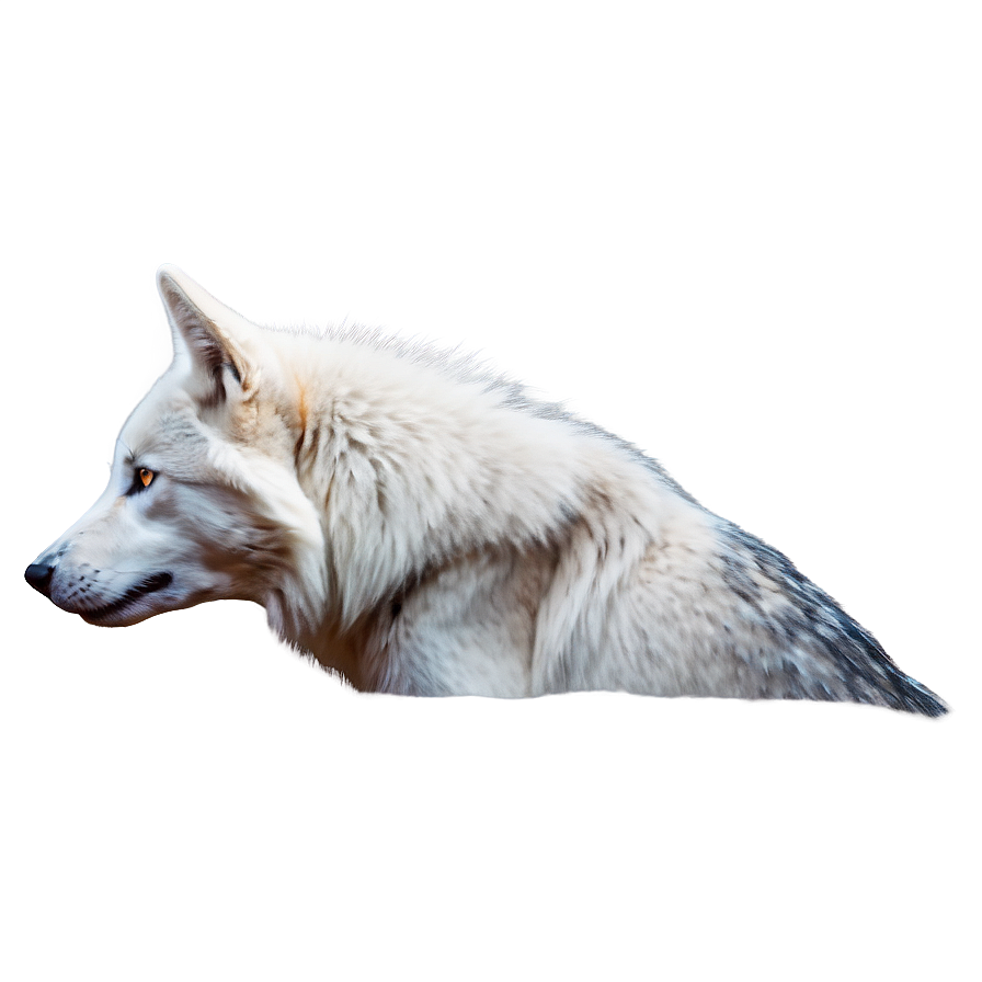 Majestic White Wolf Png Dgk PNG image