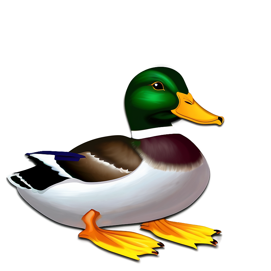 Mallard Duck D PNG image