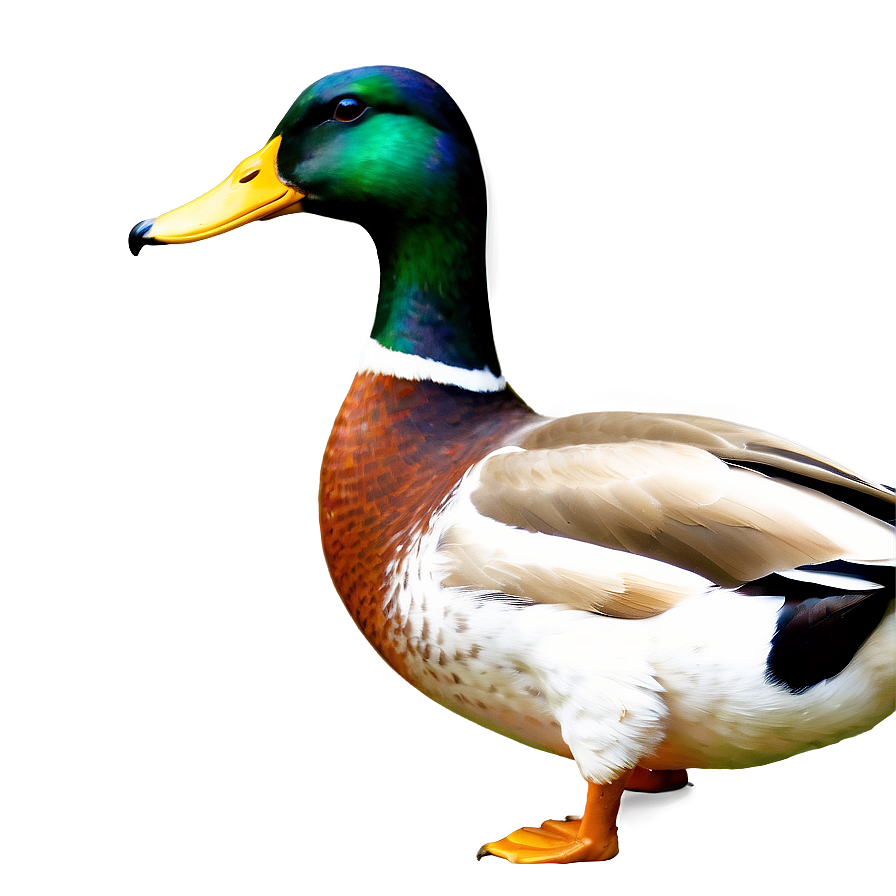 Mallard Duck Drawing Png Brn PNG image