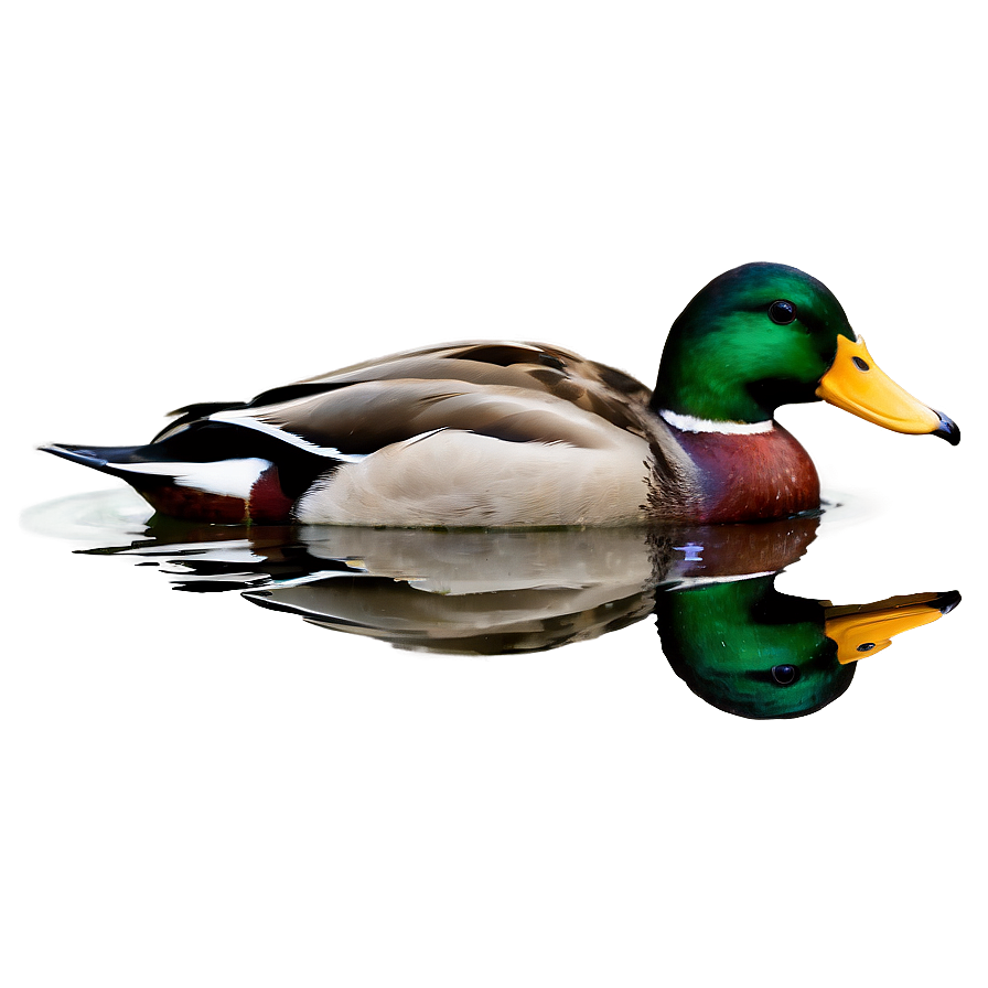 Mallard Duck In Water Png 06262024 PNG image