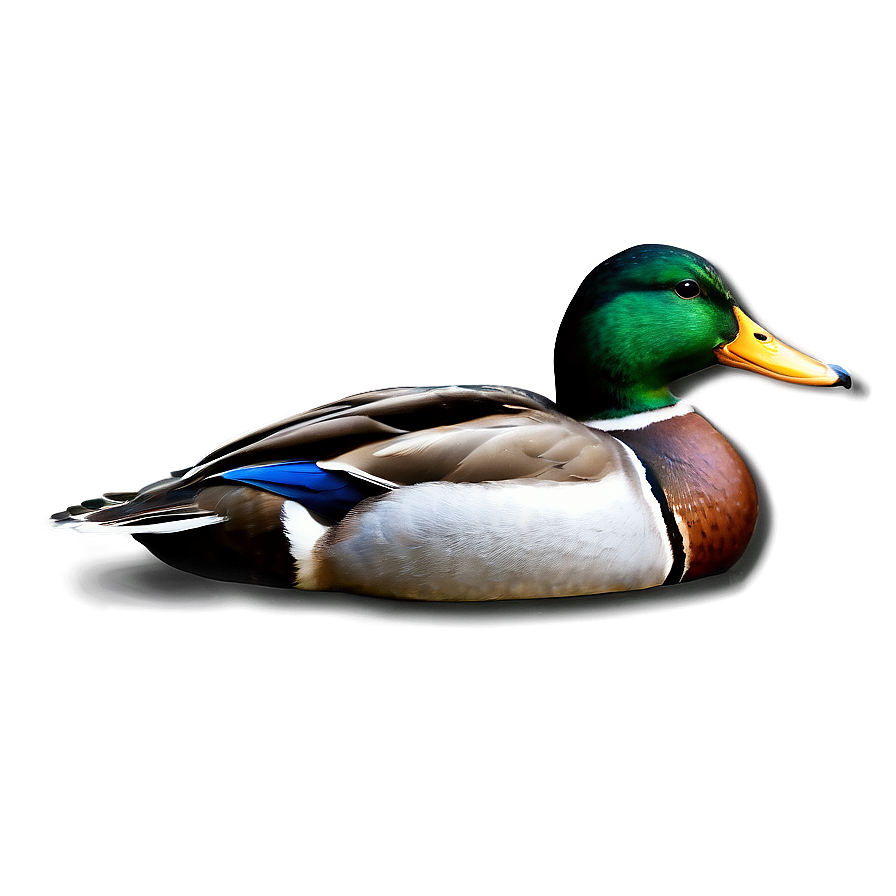 Mallard Duck In Water Png 78 PNG image