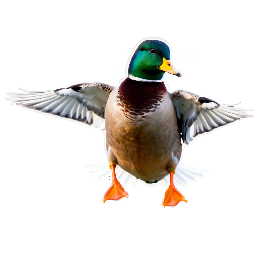 Mallard Duck Landing Png 36 PNG image