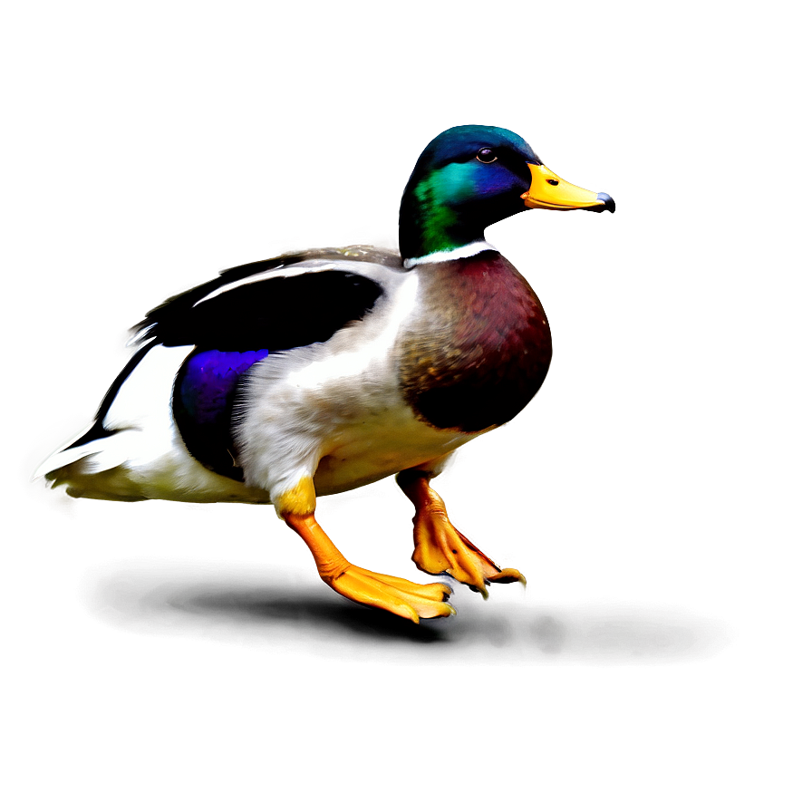 Mallard Duck Landing Png Pen64 PNG image