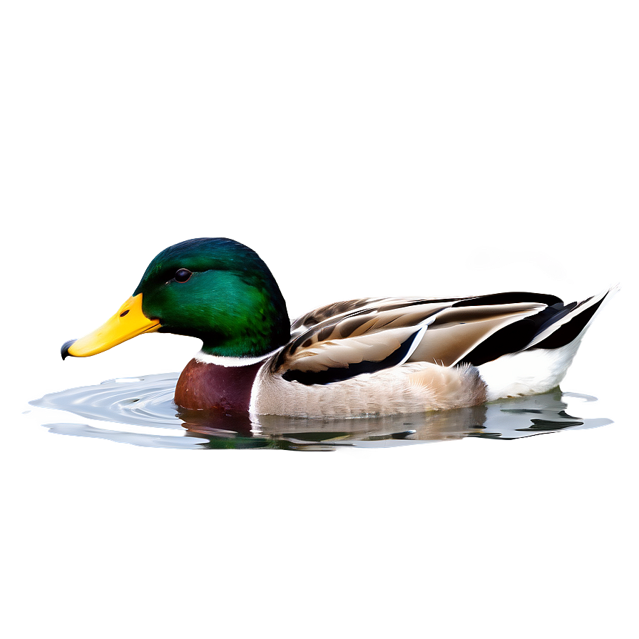 Mallard Duck Pair Png 37 PNG image