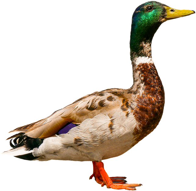 Mallard Duck Profile PNG image