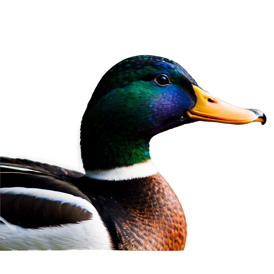 Mallard Duck Profile Png Ivi PNG image