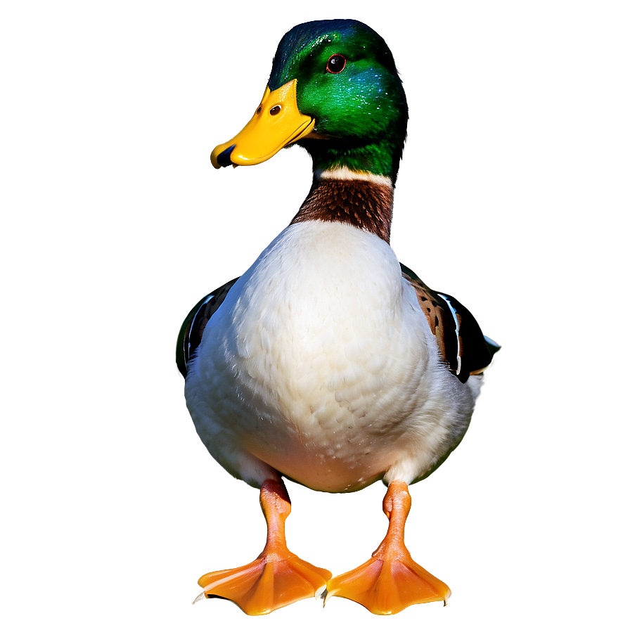 Mallard Duck Standing Png 06262024 PNG image