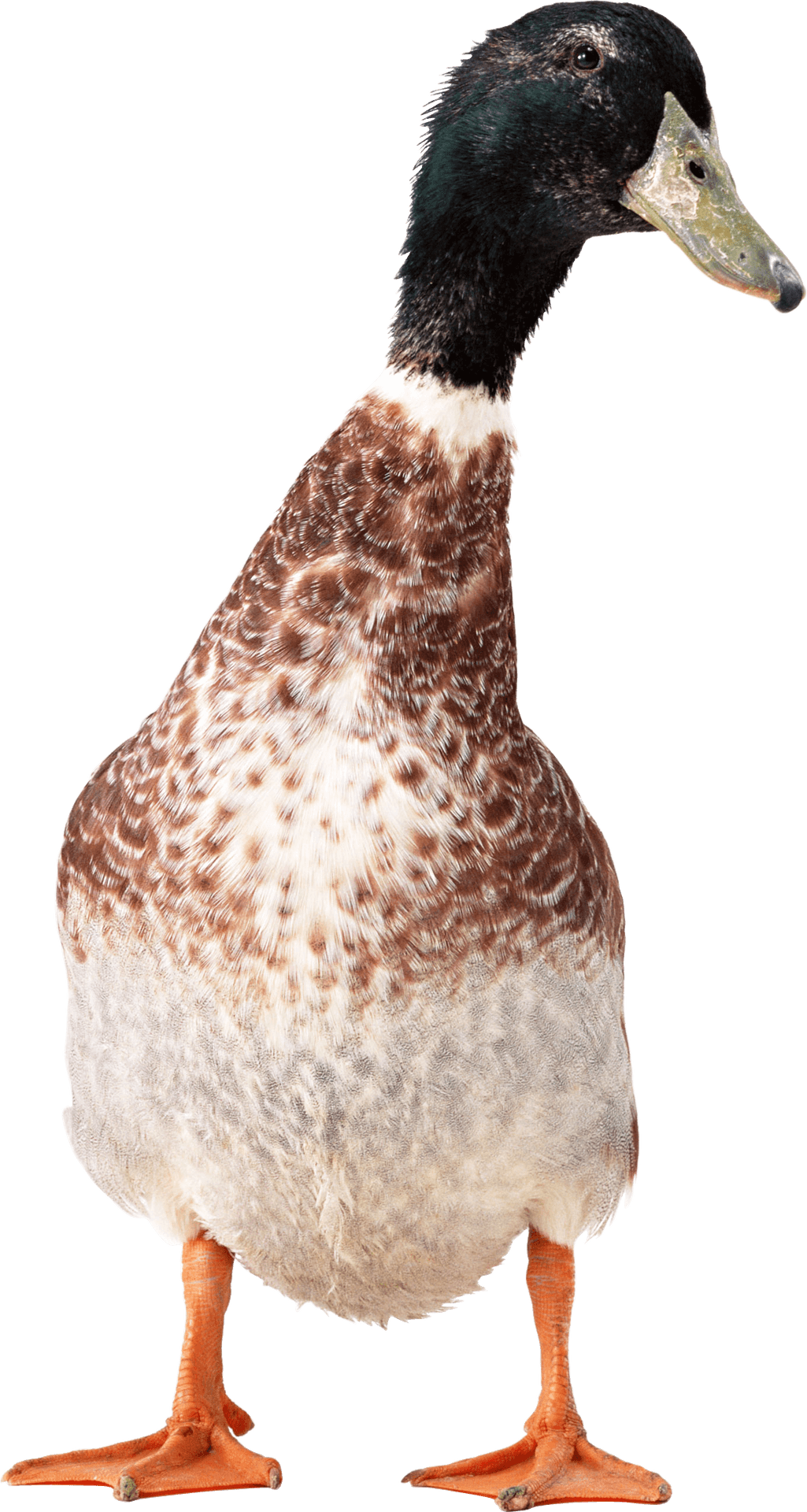 Mallard Duck Standing Transparent Background PNG image