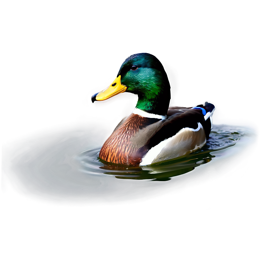 Mallard Duck Swimming Png 06262024 PNG image