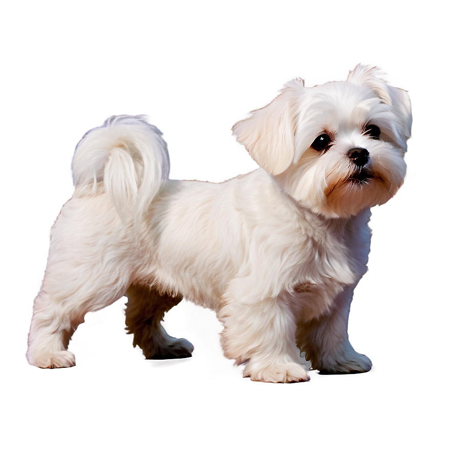 Maltese C PNG image