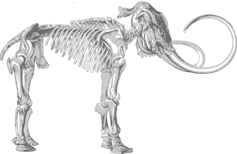 Mammoth Skeleton Illustration PNG image