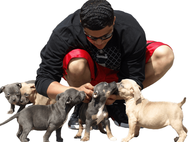 Man With Puppies Interaction PNG image