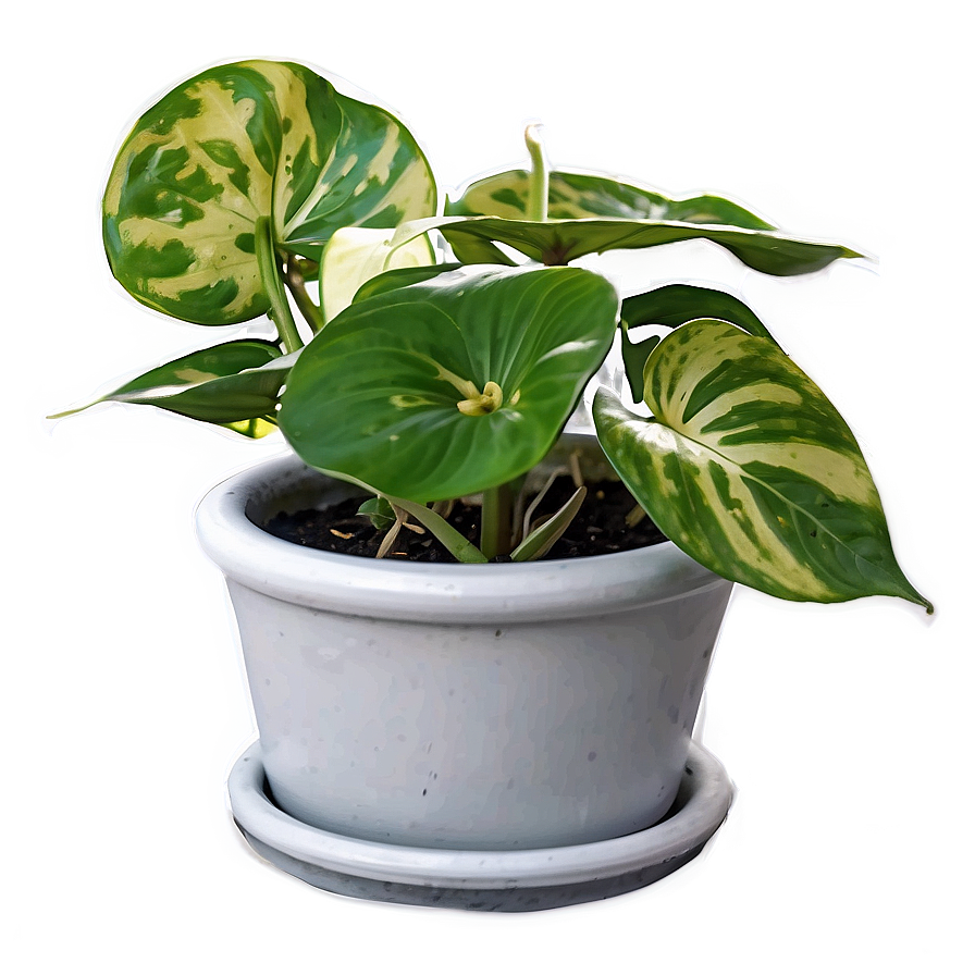 Manjula Pothos Care Sheet Png 06272024 PNG image