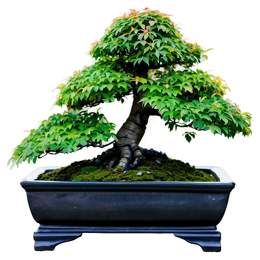 Maple Bonsai Tree Png 06202024 PNG image