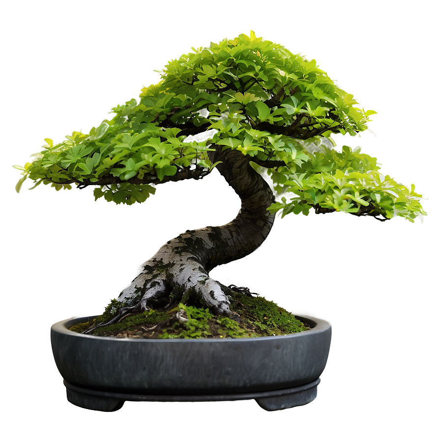 Maple Bonsai Tree Png 29 PNG image