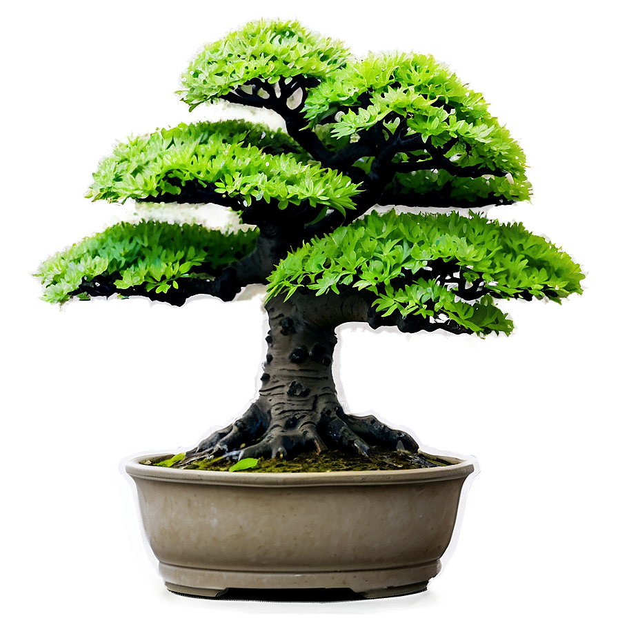 Maple Bonsai Tree Png Udi PNG image