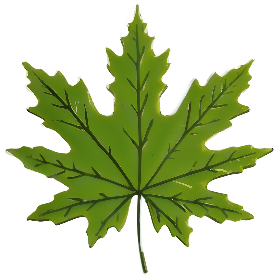 Maple Leaf Png 05212024 PNG image