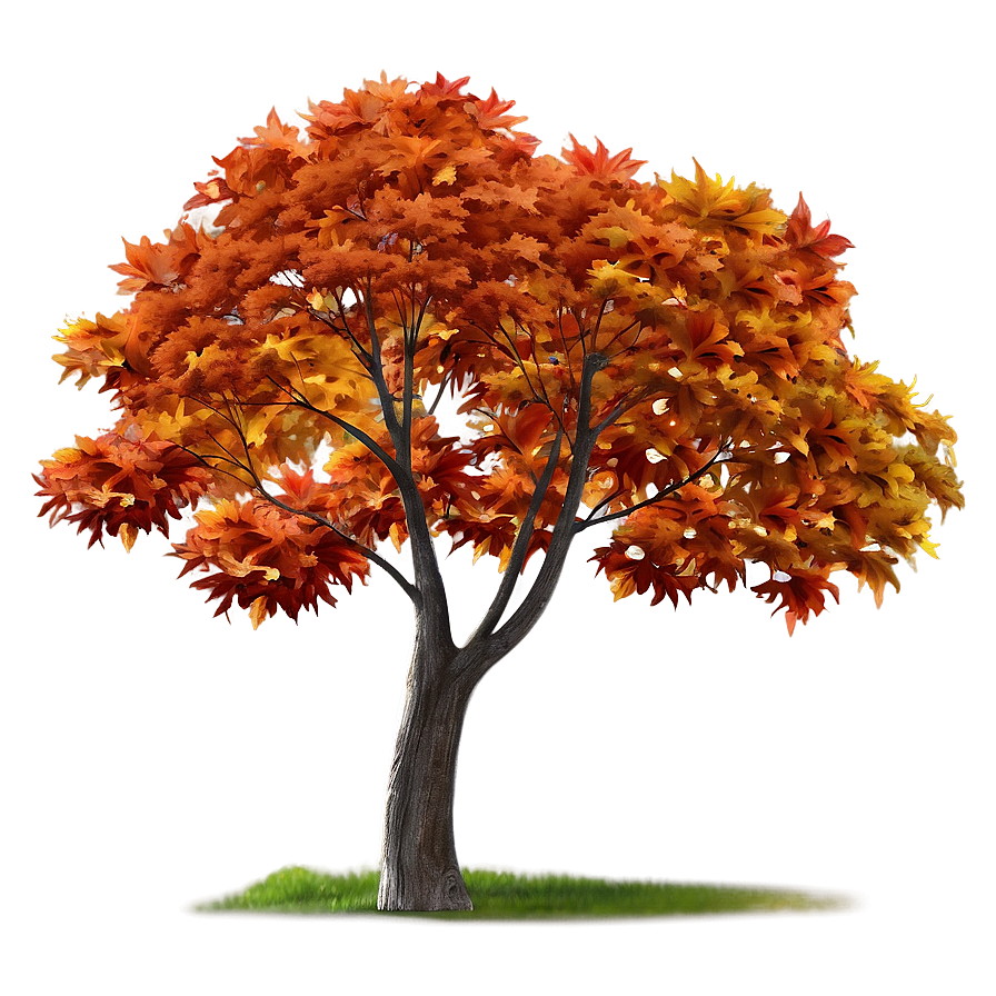 Maple Tree Autumn Splendor Png 66 PNG image