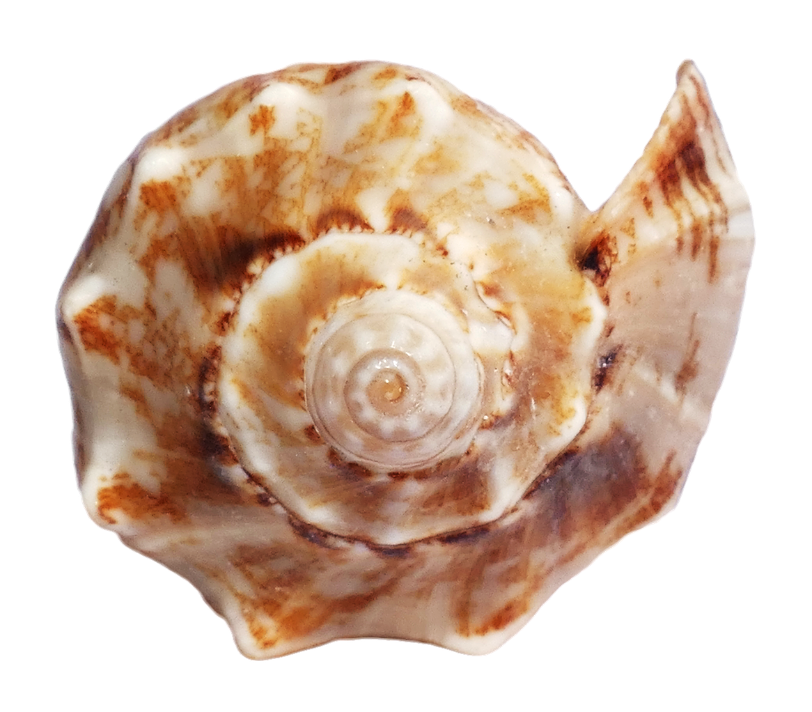 Marbled Sea Shell PNG image