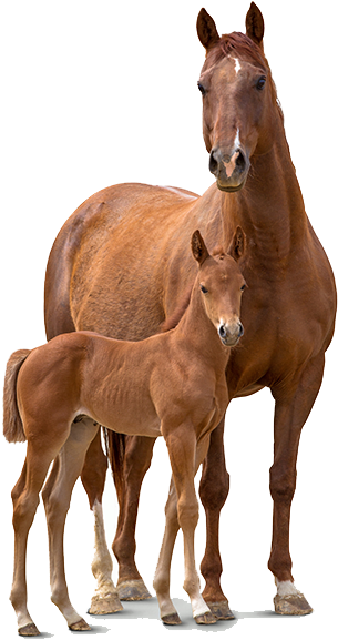 Mare_and_ Foal_ Bonding PNG image