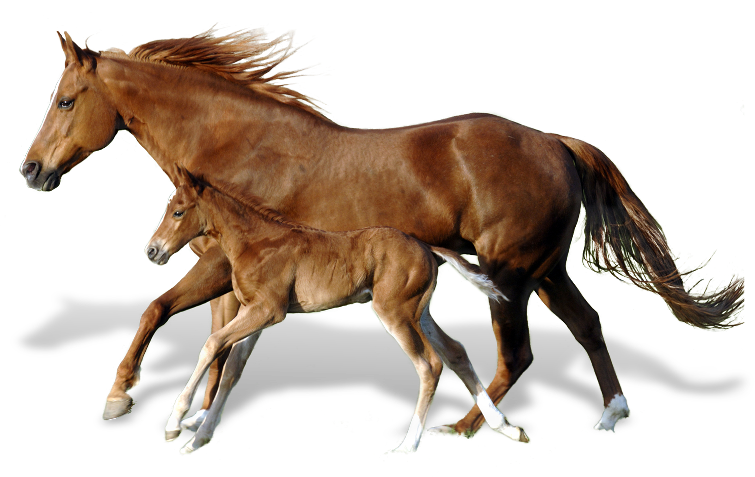 Mareand Foal Bonding PNG image