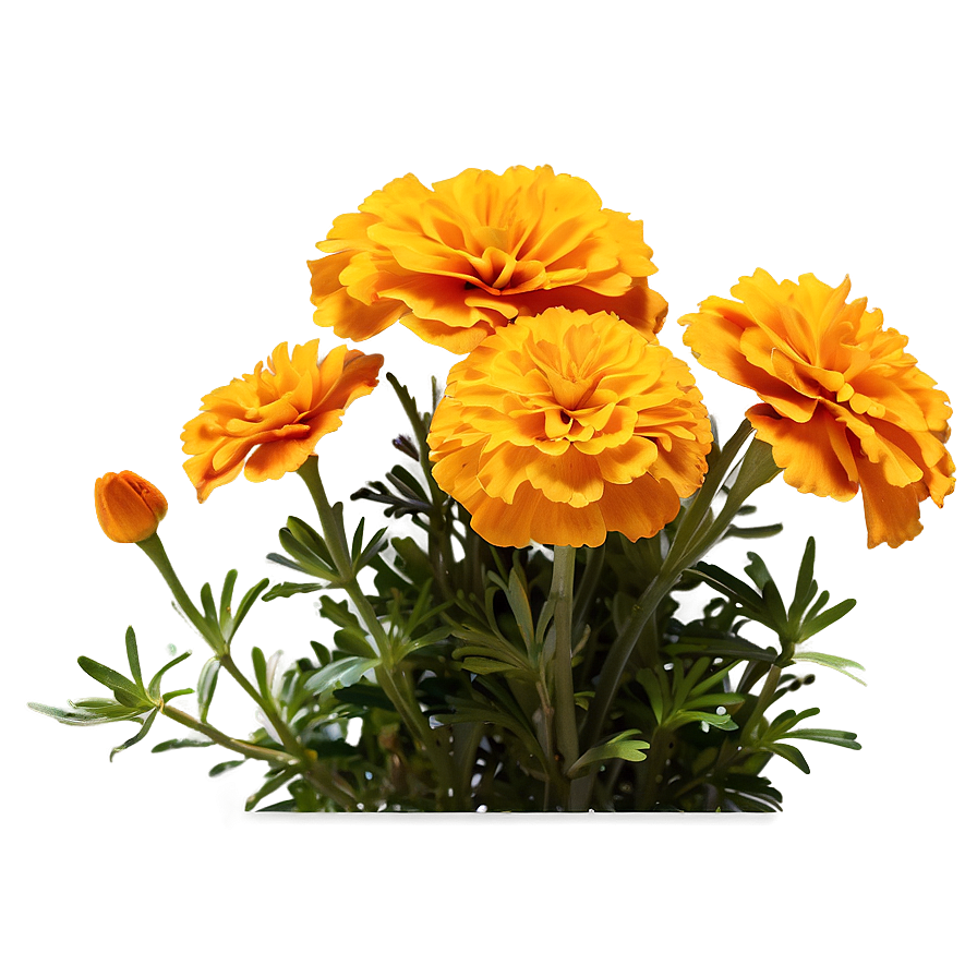 Marigold Flower Bush Png Qac PNG image