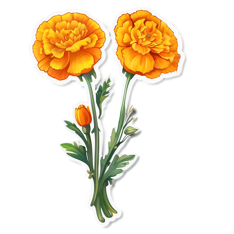 Marigold Sticker Illustration Png 06272024 PNG image