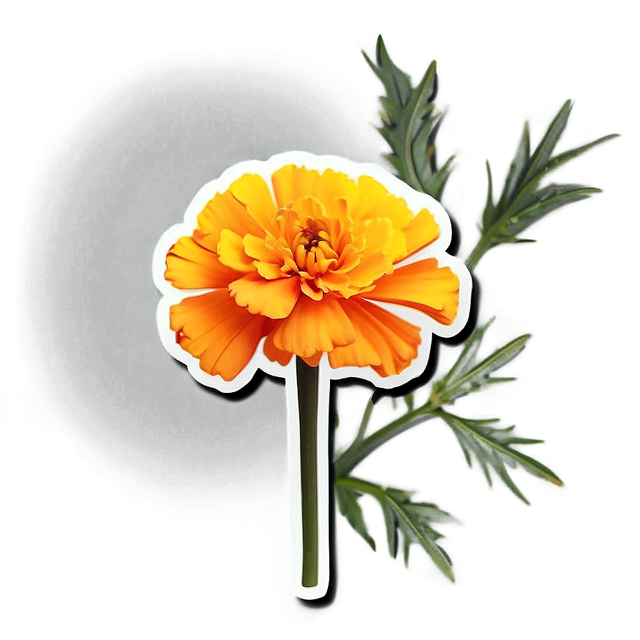 Marigold Sticker Illustration Png Kbe PNG image