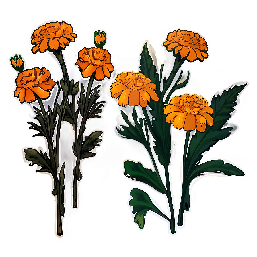 Marigold Sticker Illustration Png Vxg PNG image