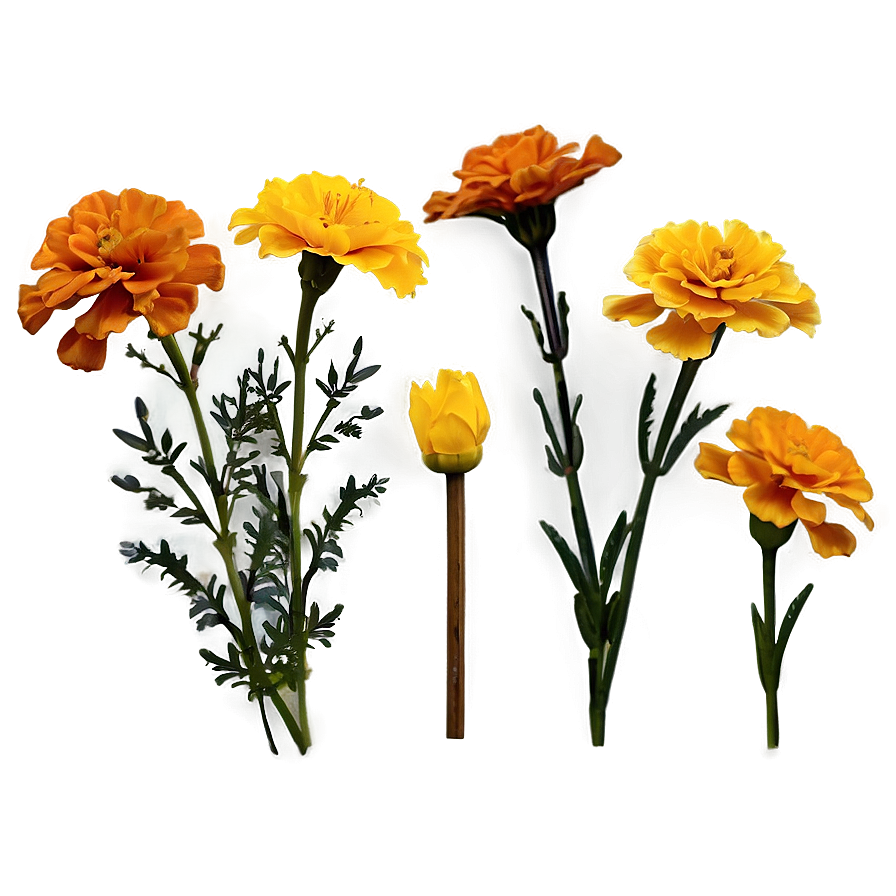 Marigolds C PNG image