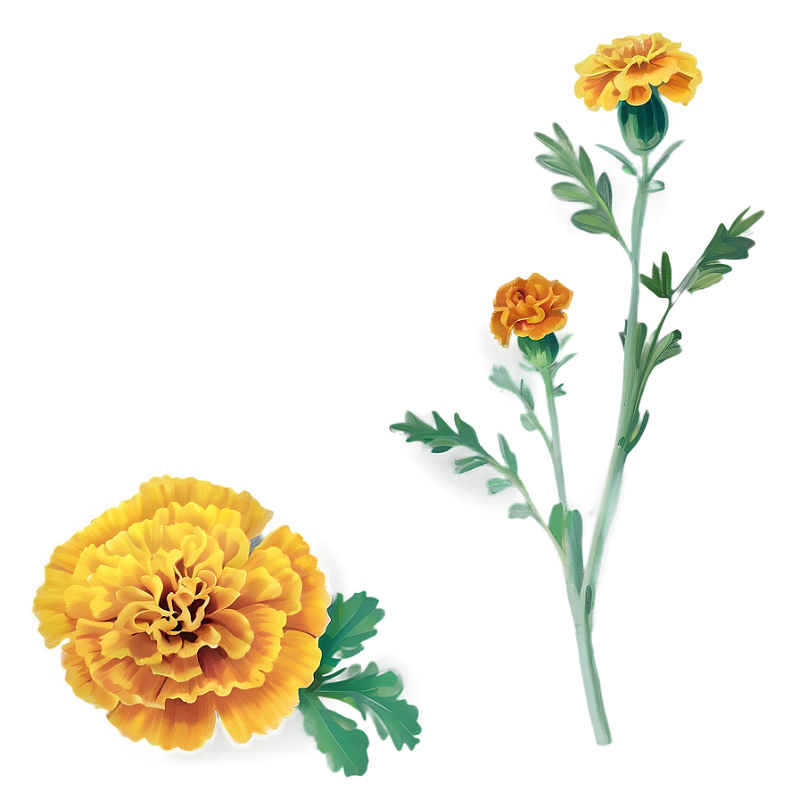 Marigolds On White Background Png Rtg59 PNG image