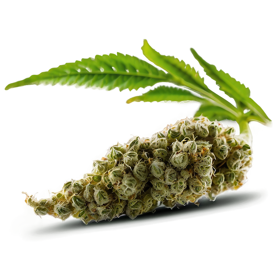 Marijuana Bud Png 66 PNG image
