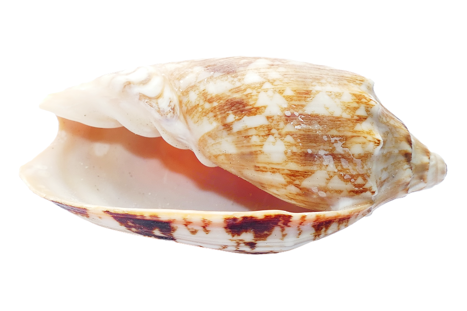 Marine Conch Shell Isolated PNG image